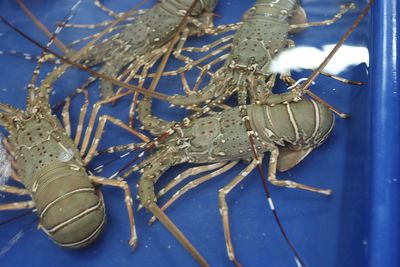 High angle view of insect on sea