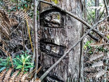 Close-up of old tree trunks in forest