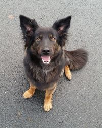 Portrait of black dog sitting on street