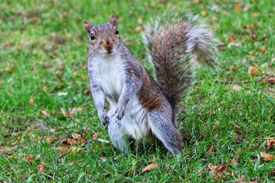 Portrait of cat sitting on field
