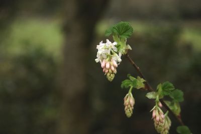 Close-up of flowering plant