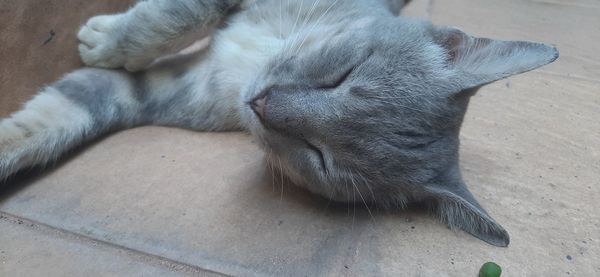 High angle view of cat sleeping on floor
