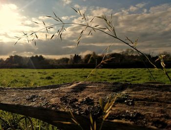 Close-up of wood on field against sky