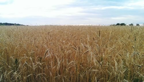 Scenic view of field against cloudy sky