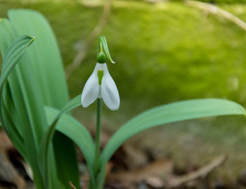 Close-up of white flowering plant