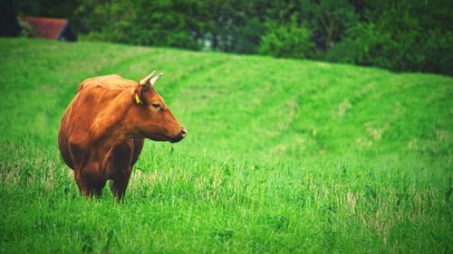 A brown cow