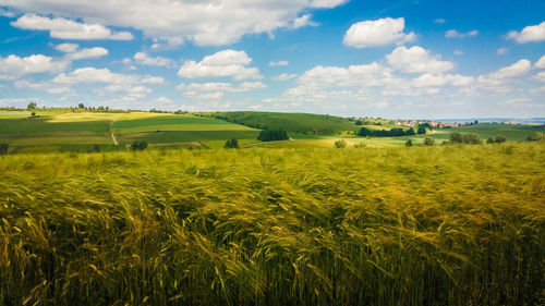 Scenic view of agricultural field against sky