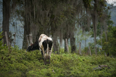 Horse standing in a forest