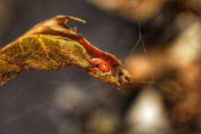 Close-up of insect on spider web