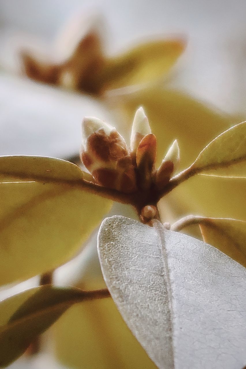 CLOSE-UP OF WHITE FLOWER