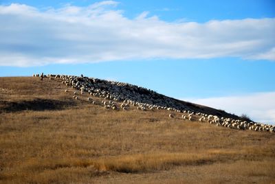 Scenic view of agricultural landscape against sky