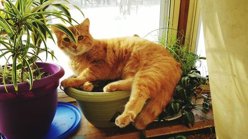 Cat sitting on potted plant