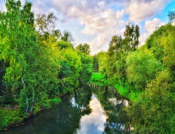 Scenic view of forest against sky