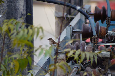 Close-up of bird