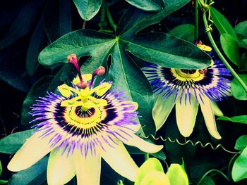 High angle view of passion flower blooming outdoors