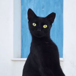 Close-up portrait of black cat