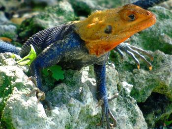 Close-up of lizard