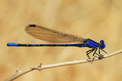 Close-up of dragonfly on twig