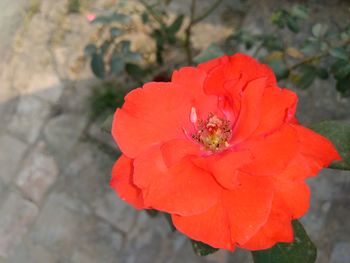 Close-up of red rose blooming outdoors