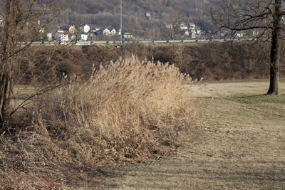 View of bare trees on field in winter