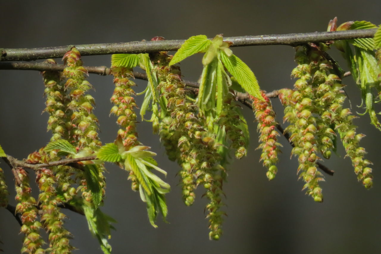 CLOSE-UP OF FLOWERING PLANT HANGING ON BRANCH