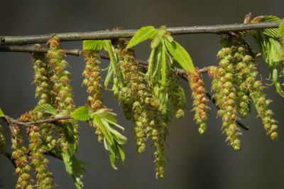 Close-up of flowering plant hanging outdoors