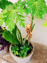 High angle view of insect on plant