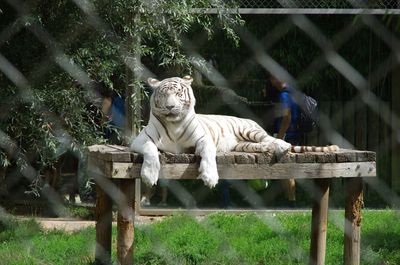 Statue of lion