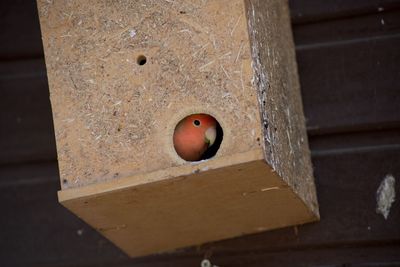 High angle view of apples on wood