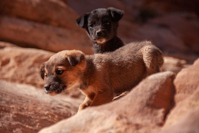 Dogs looking away