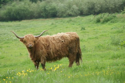 Highland cattle in a field