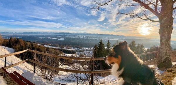 View of a dog on snow covered landscape