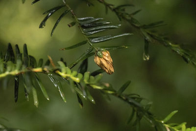 Close-up of raindrops on plant