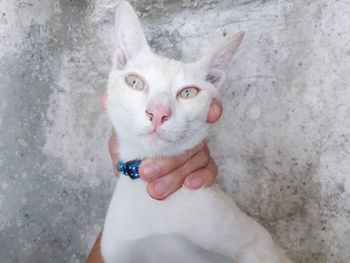 Portrait of white cat on hand