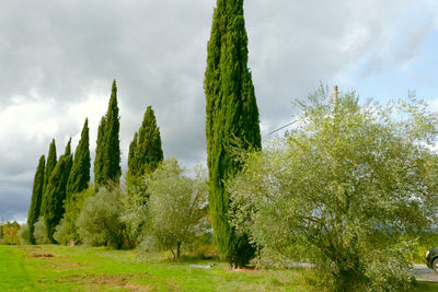 Low angle view of pine trees on field against sky