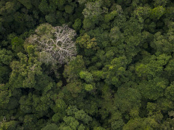 High angle view of trees in forest