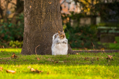 Close-up of squirrel on tree trunk