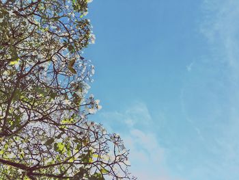 Low angle view of tree against blue sky