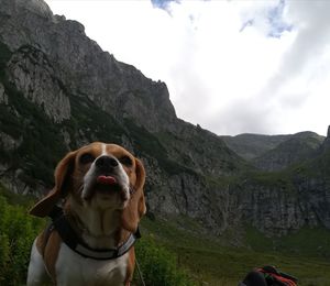 Dog looking at mountain range against sky