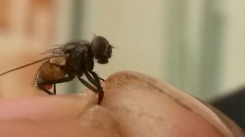 Close-up of insect on hand