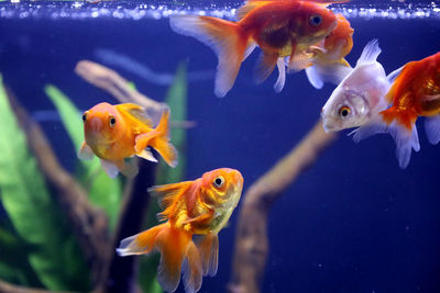 High angle view of gold fishes swimming in the aquarium. 