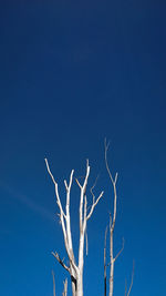 Low angle view of bare tree against clear blue sky