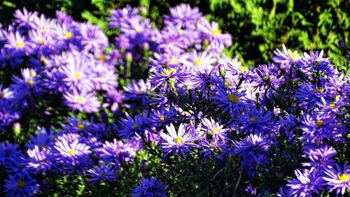 Close-up of purple flowers