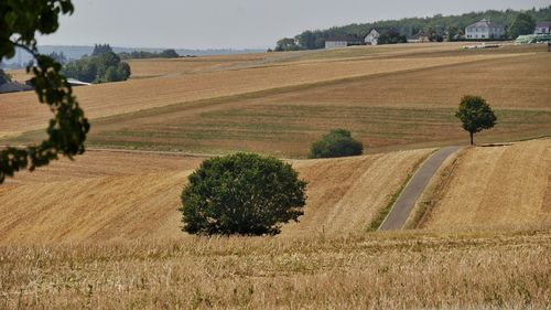 Rural landscape with cereal fields and single trees at harvest time