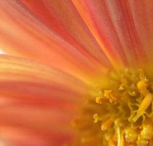 Extreme close up of orange flower