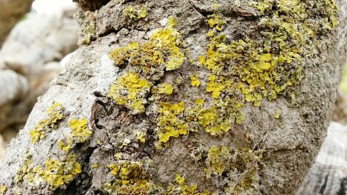 Close-up of moss on tree trunk