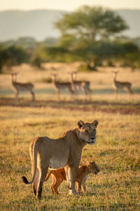 Lioness and cub stand with impala behind