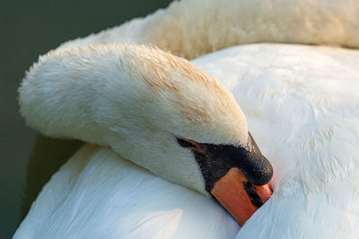 Close-up of swan swimming in lake