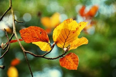 Close-up of yellow maple leaf on branch