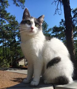 Portrait of cat sitting against trees